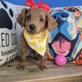 Kaleidoscope Goldendoodle 02