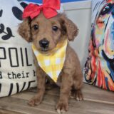 Kaleidoscope Goldendoodle 03