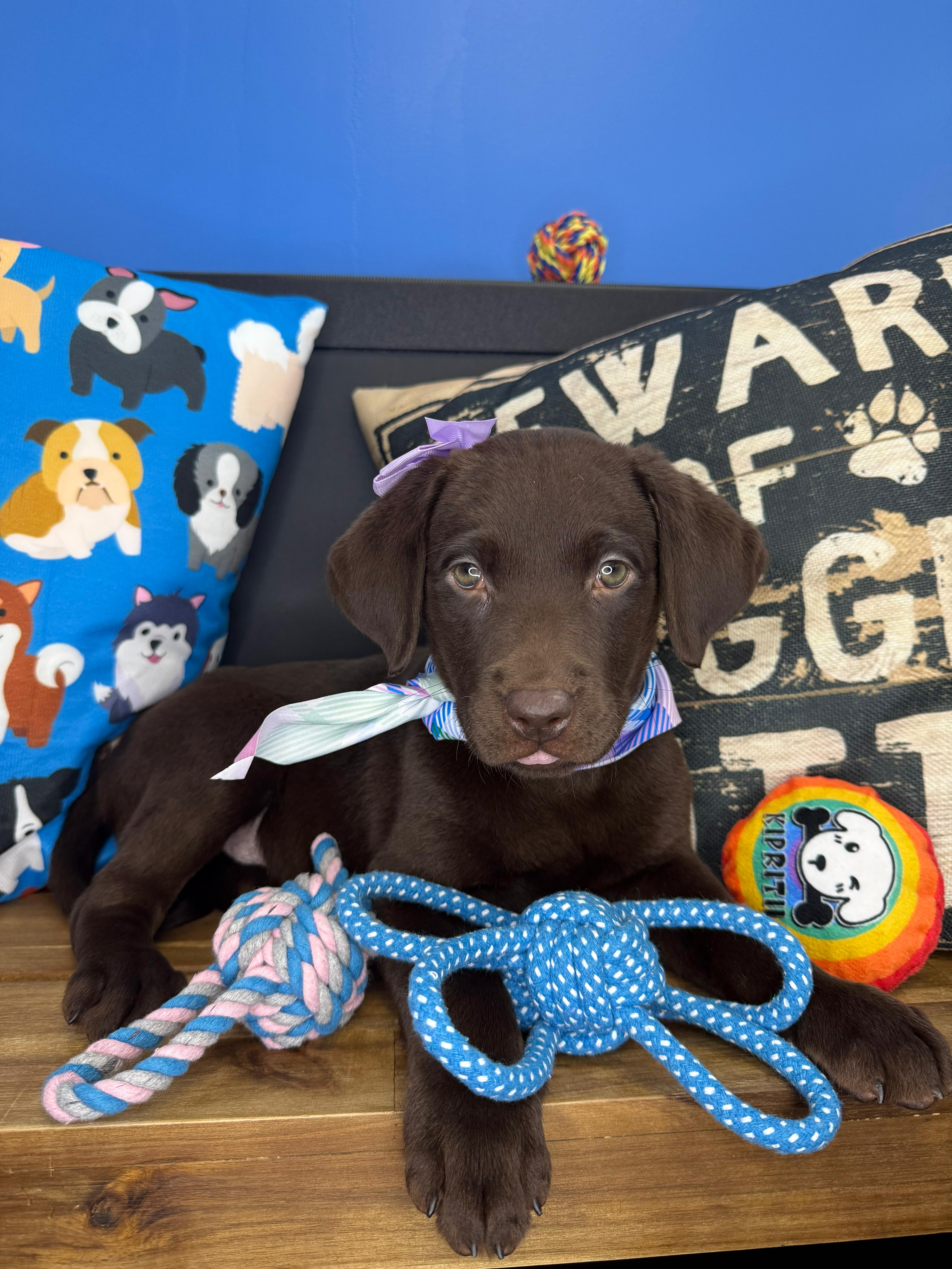 Kali Labrador Retriever 01