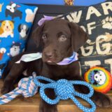 Kali Labrador Retriever 03