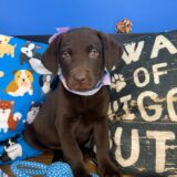 Kali Labrador Retriever 04