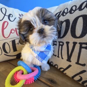 Kaya Shih Tzu 01 Kaya Shih Tzu 01