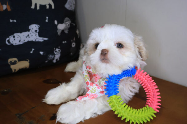 Kaya Shih Tzu 01