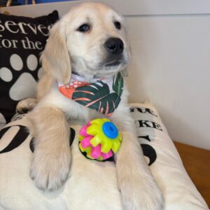 Kewpie Golden Retriever 01 Kewpie Golden Retriever 01