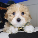 Kip Maltipoo 01