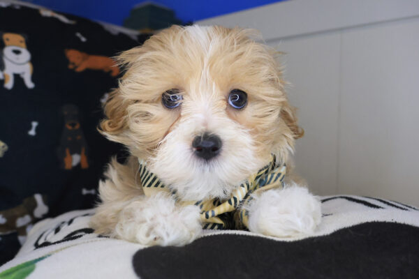Kip Maltipoo 01