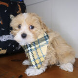 Kip Maltipoo 02