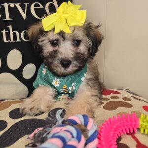 Koa Bichapoo 01 Koa Bichapoo 01