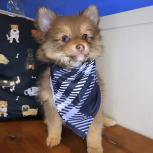 Kolkāta Pomeranian 01 Kolkāta Pomeranian 01