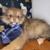 Kolkāta Pomeranian 04