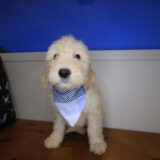 Koop Goldendoodle 01