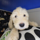 Koop Goldendoodle 02