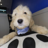 Koop Goldendoodle 04