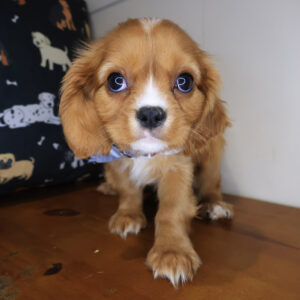 Kudo Cavalier King Charles Spaniel 01 Kudo Cavalier King Charles Spaniel 01