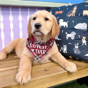 LEGO Golden Retriever 01 LEGO Golden Retriever 01