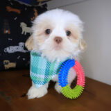 Link Shih Tzu 01