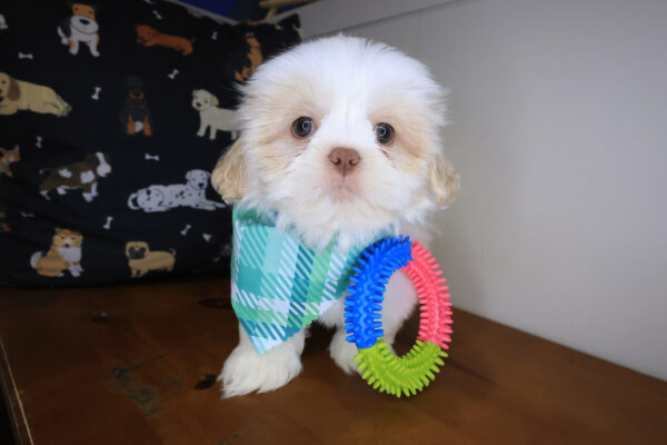 Link Shih Tzu 01