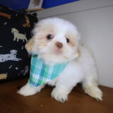 Link Shih Tzu 02