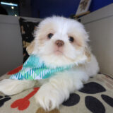 Link Shih Tzu 03