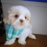 Link Shih Tzu 04