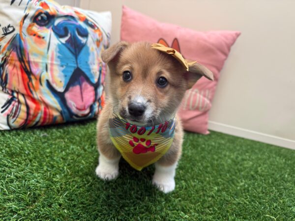 Lola Pembroke Welsh Corgi 01