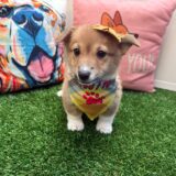 Lola Pembroke Welsh Corgi 02