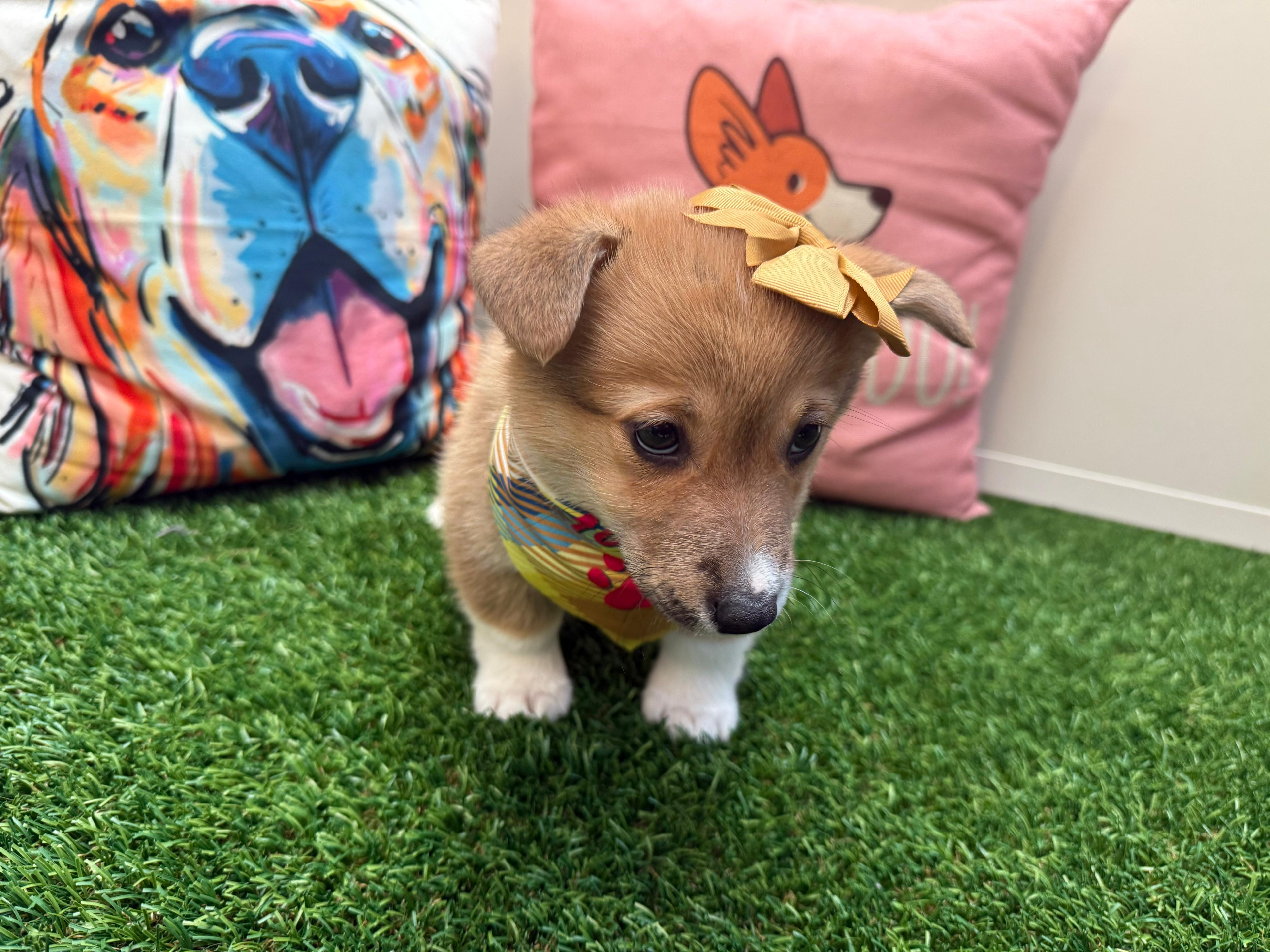 Lola Pembroke Welsh Corgi 04