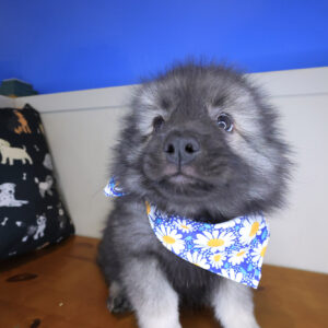 Lucy Keeshond 01