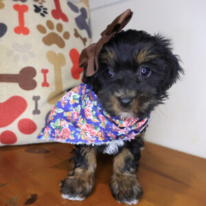 Ludo Yorkiepoo 01 Ludo Yorkiepoo 01