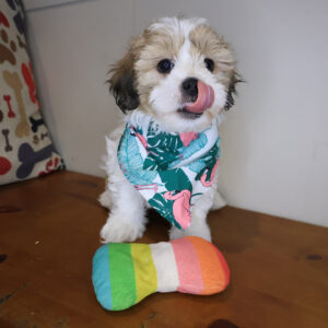 Lyra Teddy Bear 01 Lyra Teddy Bear 01