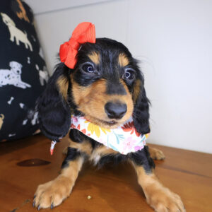 Maisie Dachshund 01 Maisie Dachshund 01