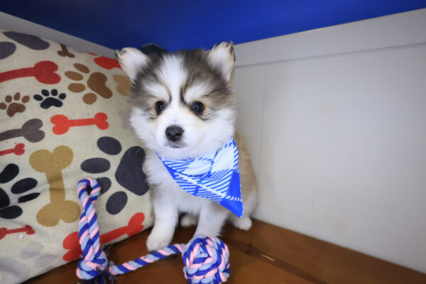 Mako Pomsky 01