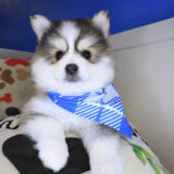 Mako Pomsky 02