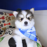 Mako Pomsky 04
