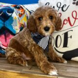 Maxx Goldendoodle 01