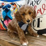 Maxx Goldendoodle 03