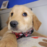 Meadow Golden Retriever 01