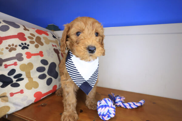 Mellow Goldendoodle 01