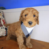 Mellow Goldendoodle 04