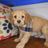 Merlot Cavapoo 03