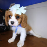 Miko Cavalier King Charles Spaniel 04