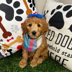 Muffet Goldendoodle 01 Muffet Goldendoodle 01