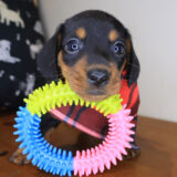 Nanu Mini Dachshund 01