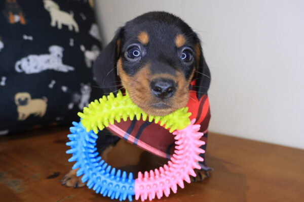 Nanu Mini Dachshund 01