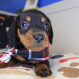 Nanu Mini Dachshund 04