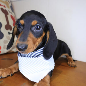 Napkin Dachshund 01 Napkin Dachshund 01