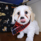 Nibbler Teddy Bear 02