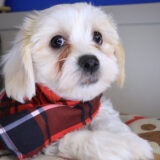 Nibbler Teddy Bear 03