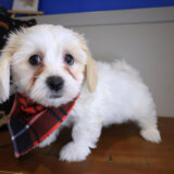 Nibbler Teddy Bear 04