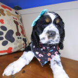 Nimue Cocker Spaniel 01